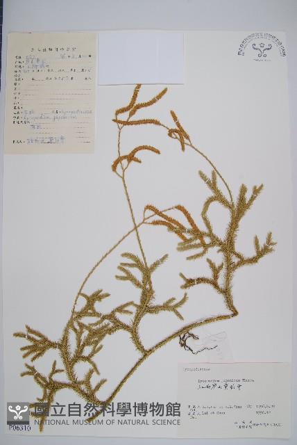 石松藏品圖，第1張