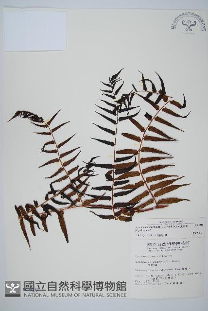 黑桫蕨藏品圖，第1張