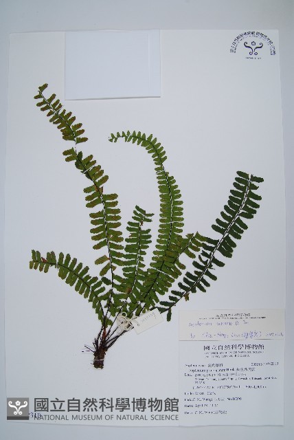 生芽鐵角蕨藏品圖，第1張