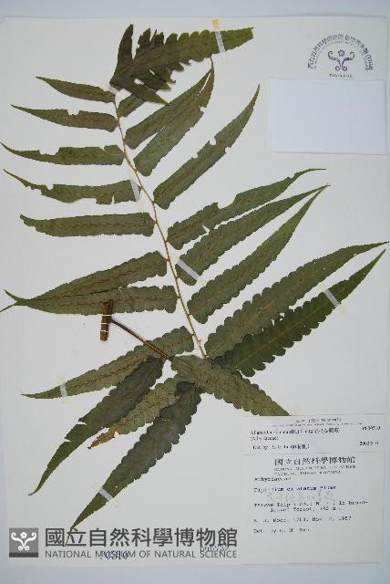 毛柄短腸蕨藏品圖，第1張