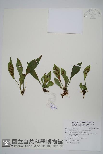 臺灣車前蕨藏品圖，第1張