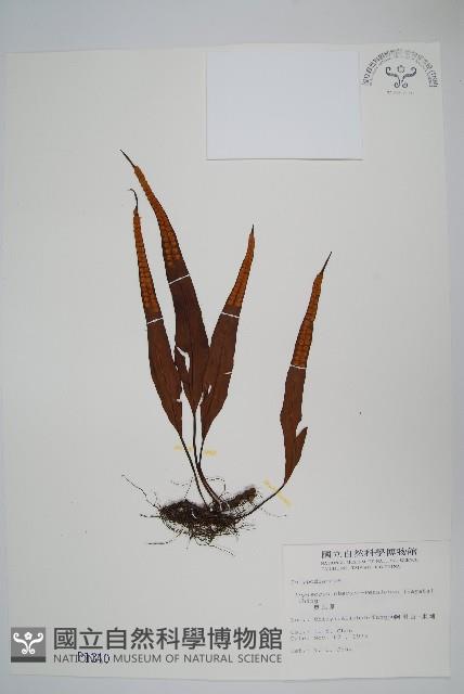 粵瓦葦藏品圖，第1張