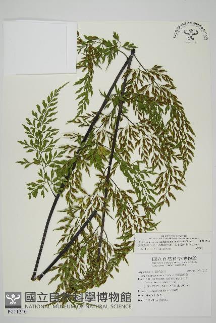 大黑柄鐵角蕨、黃鱗鐵角蕨、大羽鐵角蕨藏品圖，第1張