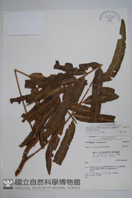 羅蔓藤蕨藏品圖，第1張