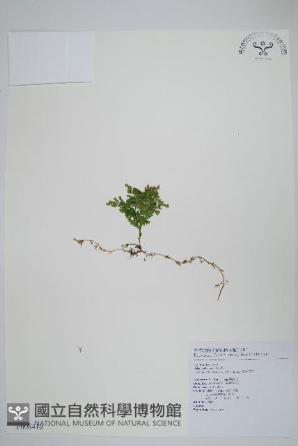 密葉卷柏藏品圖，第1張