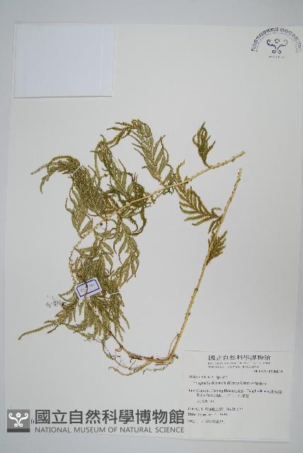 全緣卷柏藏品圖，第1張