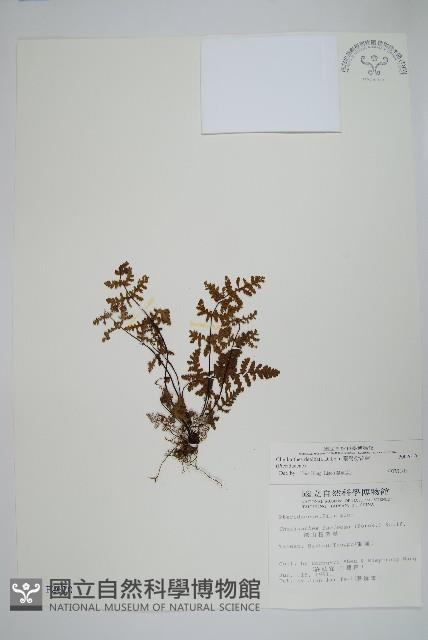 臺灣粉背蕨藏品圖，第1張