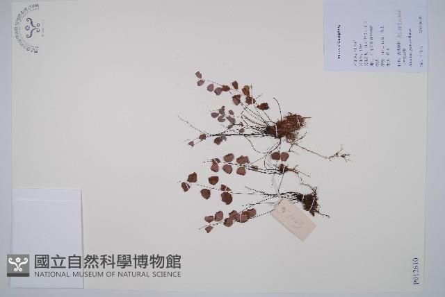 白堊鐵線蕨藏品圖，第1張