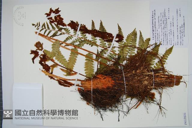 假紫萁、分株假紫萁藏品圖，第1張