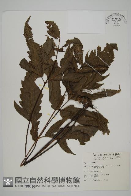 Accession Number:P001610 Collection Image, Figure 1, Total 5 Figures