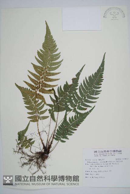 馬祖耳蕨藏品圖，第1張