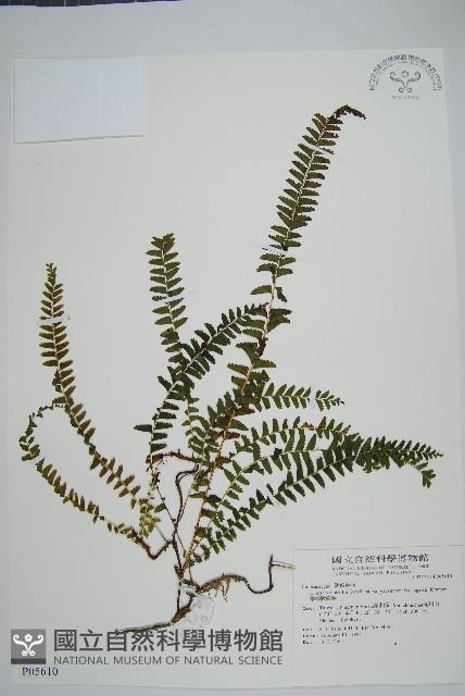 攀緣鱗始蕨藏品圖，第1張