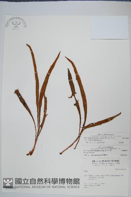 玉山石葦藏品圖，第1張