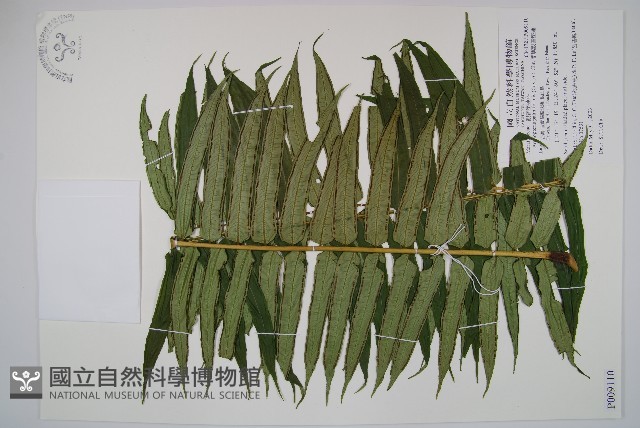 蘭嶼觀音座蓮藏品圖，第1張