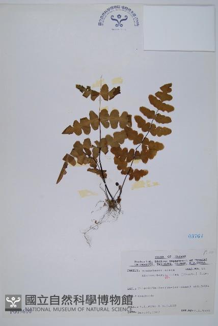 栗蕨藏品圖，第1張