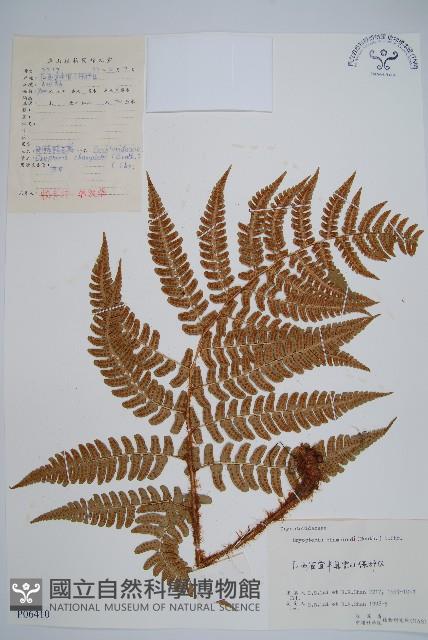 闊鱗鱗毛蕨藏品圖，第1張