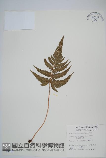 南海鱗毛蕨藏品圖，第1張