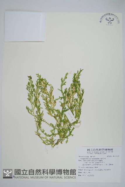 姬卷柏藏品圖，第1張