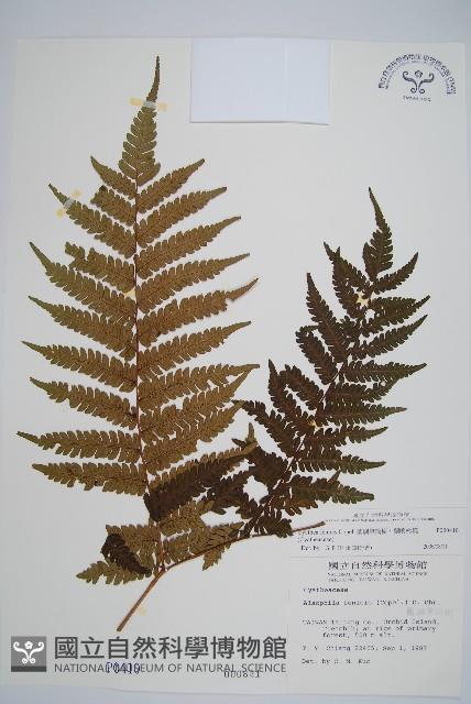 蘭嶼筆筒樹、蘭嶼桫欏藏品圖，第1張