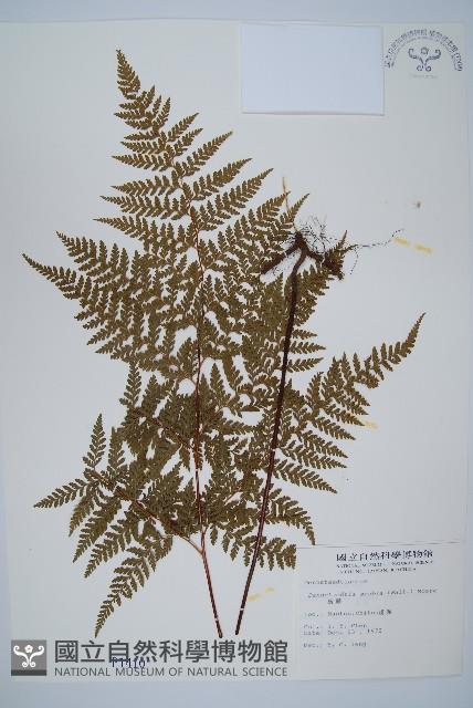 碗蕨藏品圖，第1張