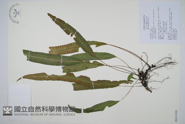 單葉雙蓋蕨藏品圖，第1張