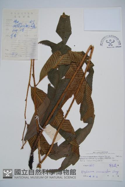 隱脈細柄雙蓋蕨藏品圖，第1張