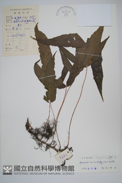 新月蕨藏品圖，第1張