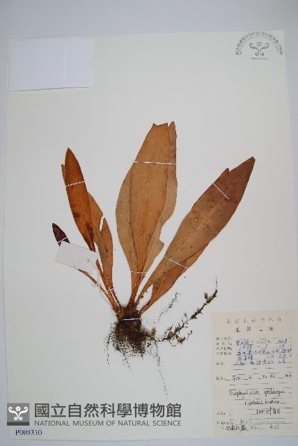 舌蕨藏品圖，第1張