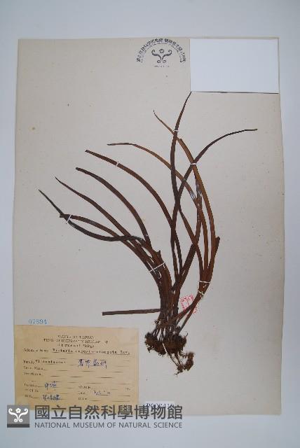 姬書帶蕨藏品圖，第1張