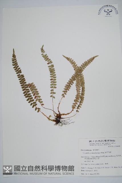 芽胞耳蕨、芽孢耳蕨藏品圖，第1張