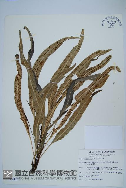 波氏星蕨藏品圖，第1張