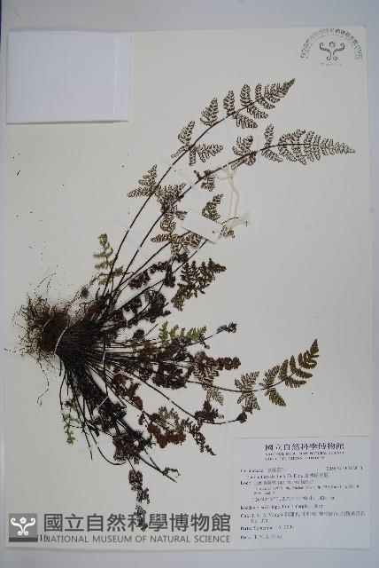 臺灣粉背蕨藏品圖，第1張