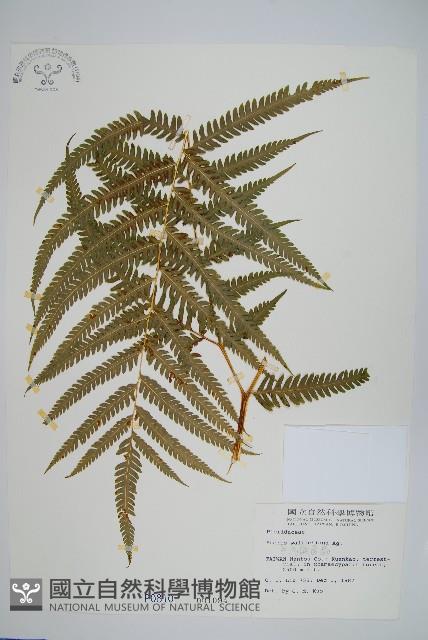 瓦氏鳳尾蕨藏品圖，第1張