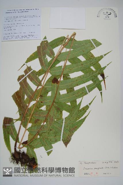 Accession Number:P010810 Collection Image, Figure 1, Total 2 Figures