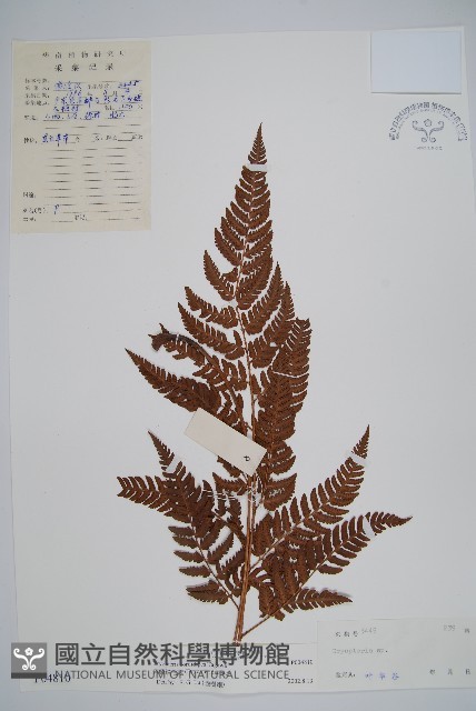 落鱗鱗毛蕨藏品圖，第1張