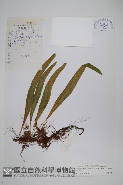 玉山瓦葦藏品圖，第1張