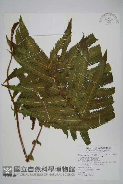 蘭嶼大葉毛蕨、蘭嶼圓脈蕨藏品圖，第1張