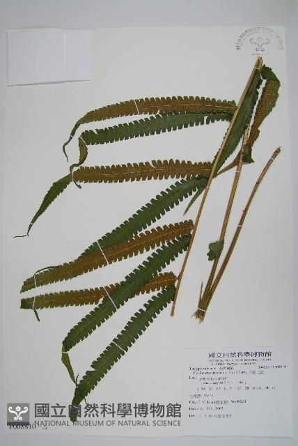 大葉毛蕨藏品圖，第1張