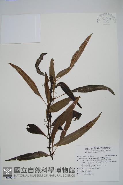 波氏星蕨藏品圖，第1張