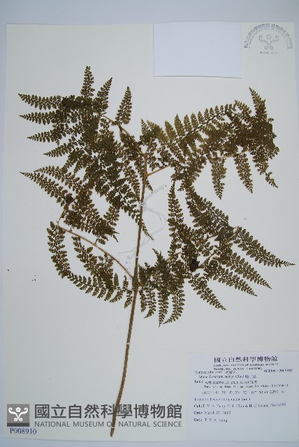 稀子蕨藏品圖，第1張