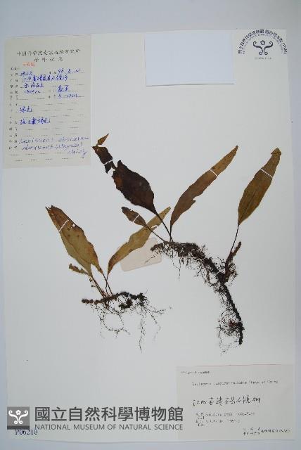 粵瓦葦藏品圖，第1張