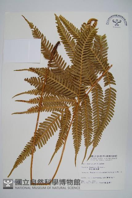 傅氏鳳尾蕨藏品圖，第1張