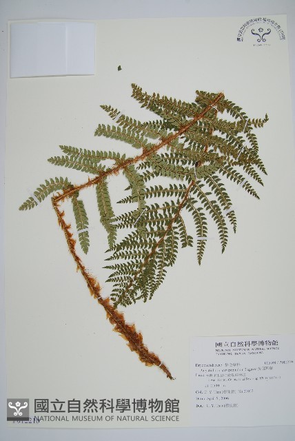 尖葉耳蕨藏品圖，第1張