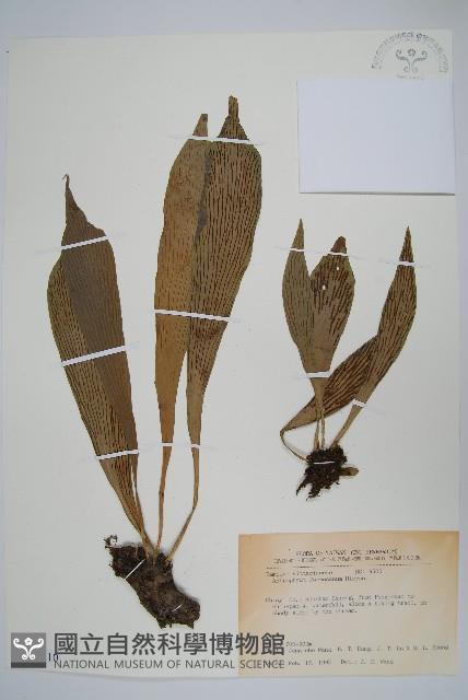 臺灣車前蕨藏品圖，第1張