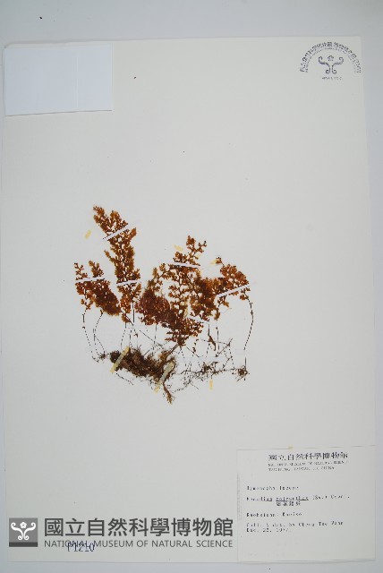 細葉蕗蕨藏品圖，第1張