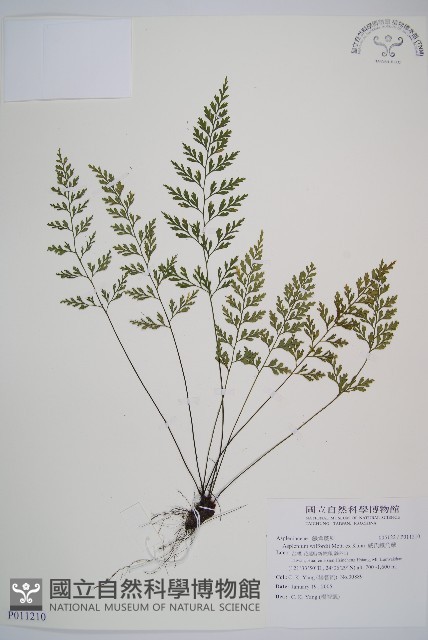 威氏鐵角蕨藏品圖，第1張