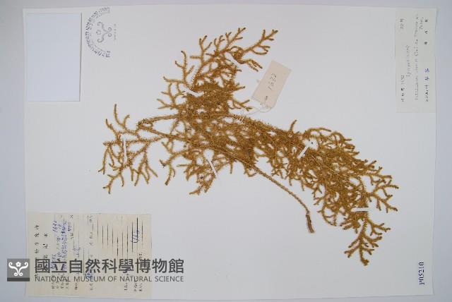 燈龍草藏品圖，第1張