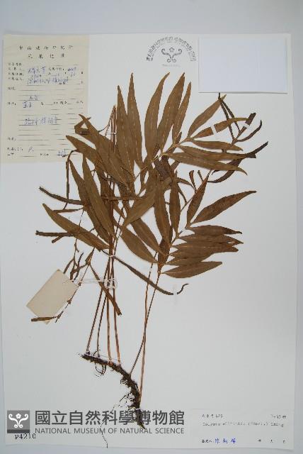 橢圓線蕨藏品圖，第1張