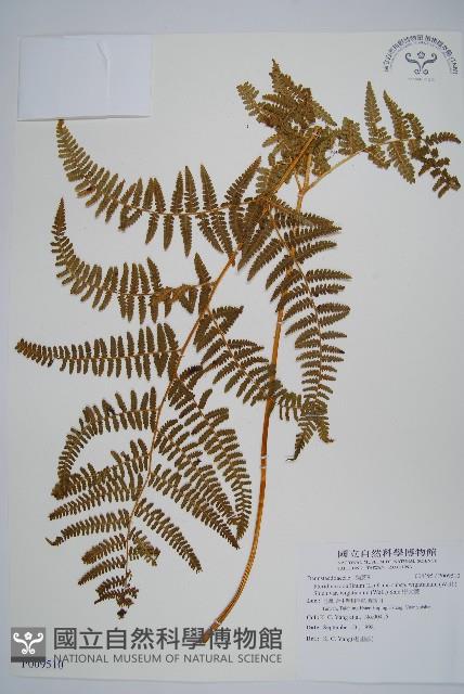 巒大蕨藏品圖，第1張