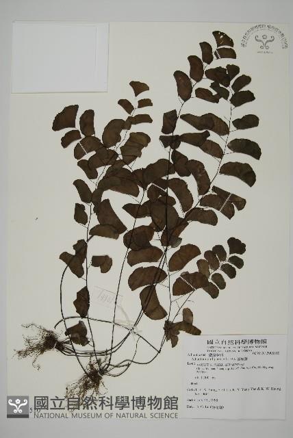 半月形鐵線蕨藏品圖，第1張